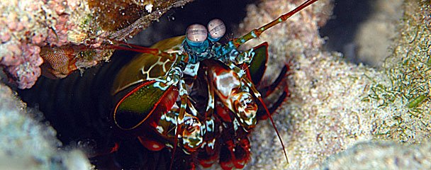 003_mantisshrimp.jpg