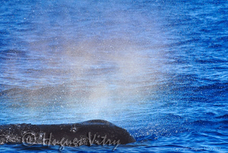 Sperm Whales blow