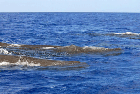 Sperm Whales on surface