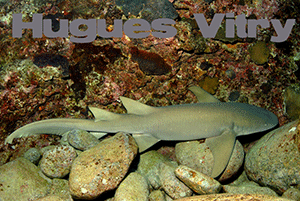 Nurse Shark