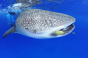 Whale Shark