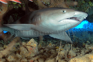 White Tip Coral Shark