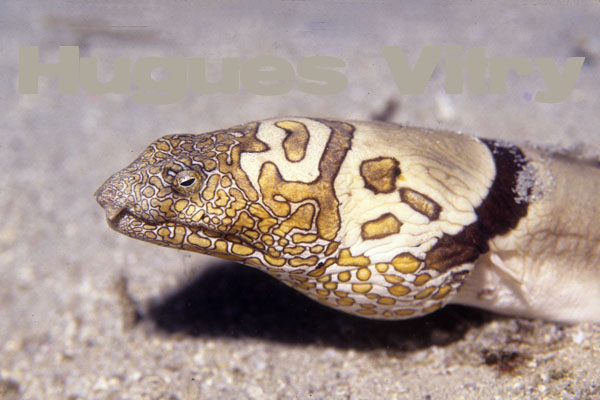 anguille-serpent napoléon