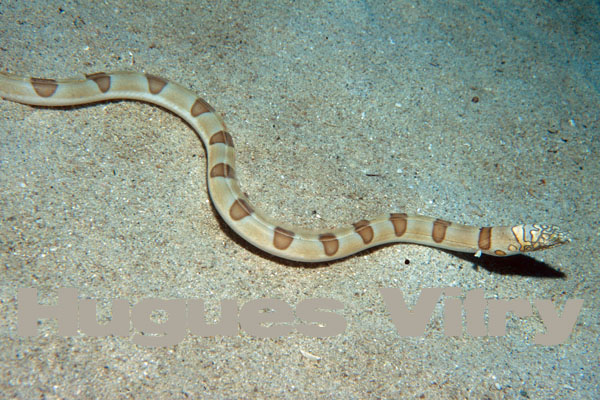 anguille-serpent napoleon