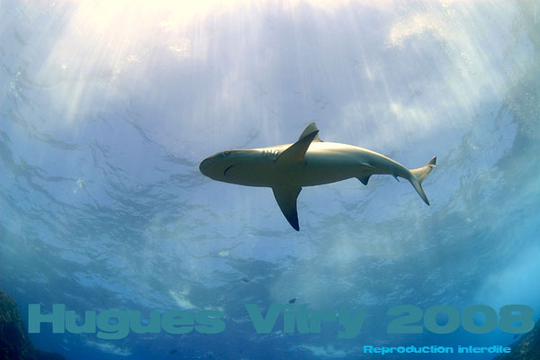 requin sous les rayons du soleil