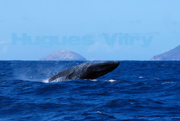  saut de baleines 19206