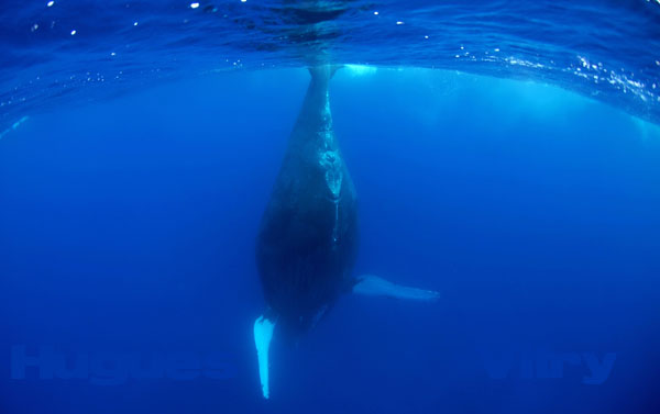 baleine en position daccouchement  06-08-10 18984