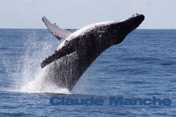 Saut de baleine