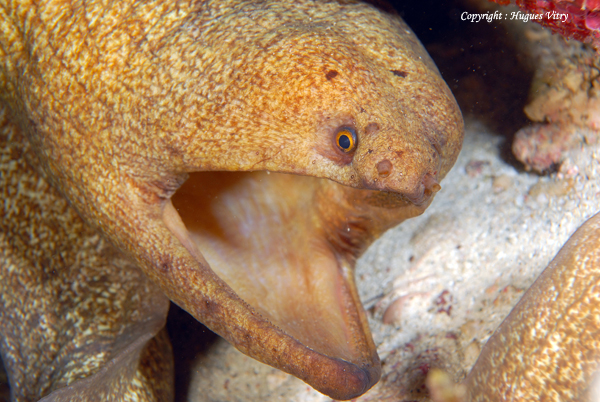 Megamouth moray