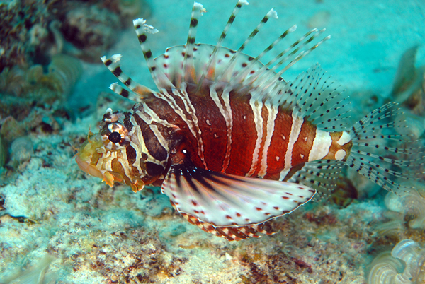 Poisson lion brachypterus