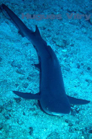 requin corail dormant