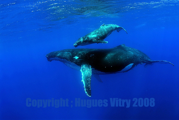 baleine et son petit 